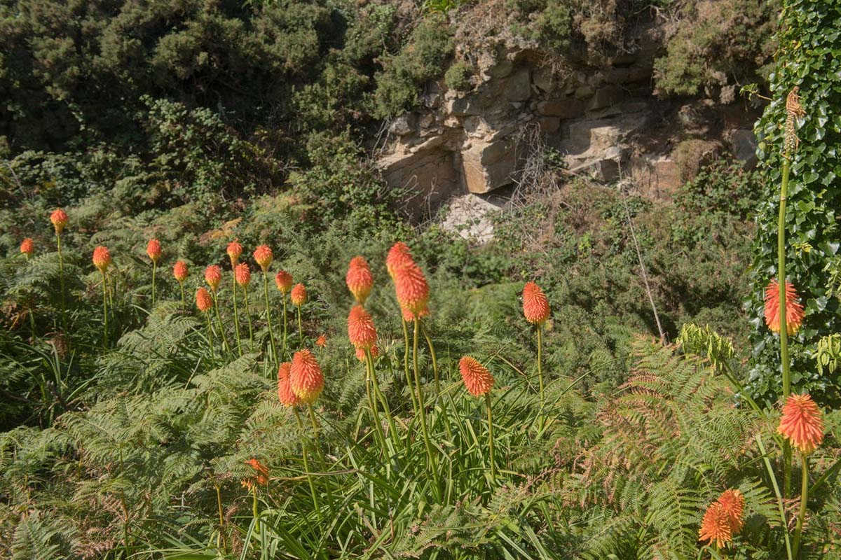 火炬花栽培的艺术：点亮你的花园