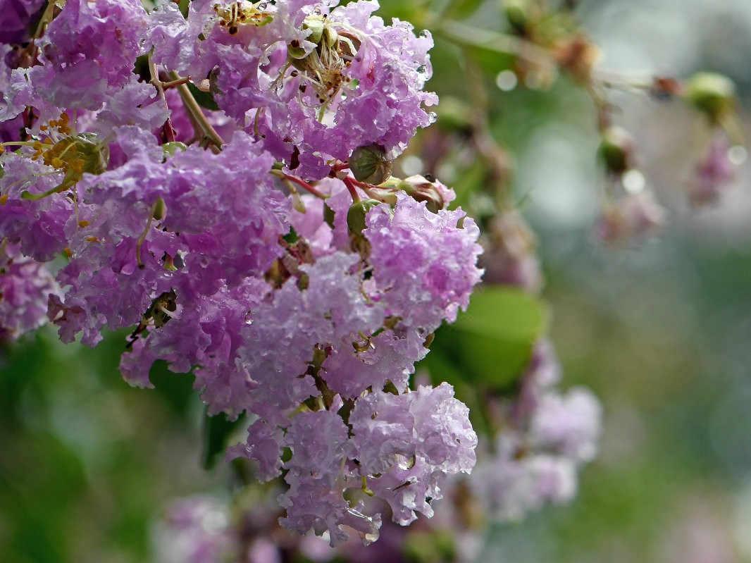 紫薇花最好的氨基酸叶面肥本溪
