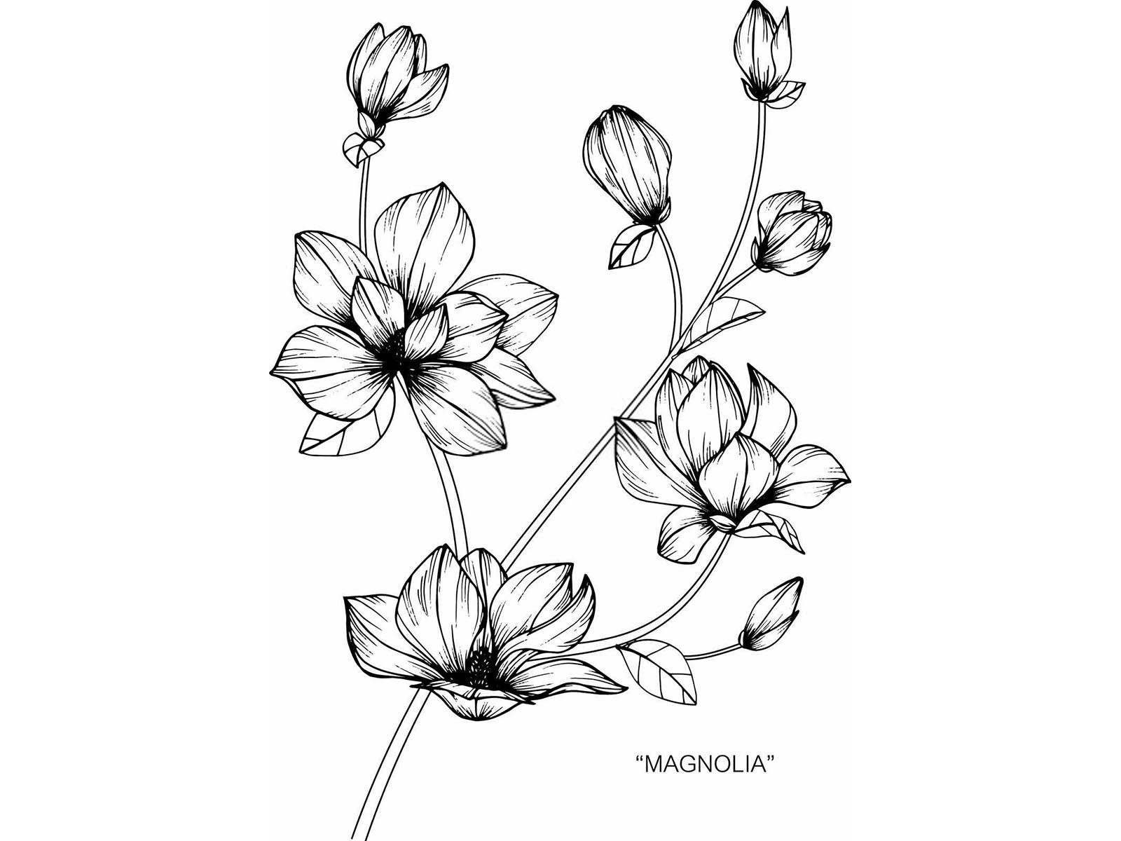 玉兰炭疽病防治技术要点!