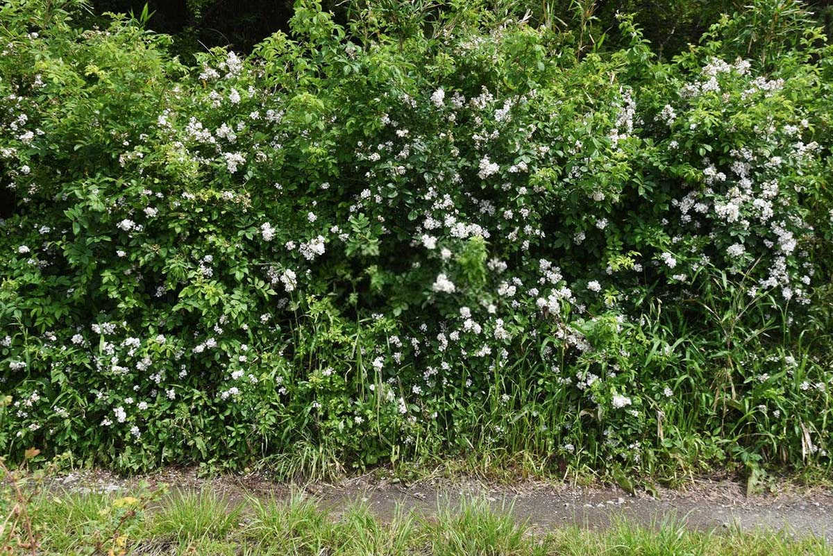 东北之蔷薇：适宜种植与方法探究？