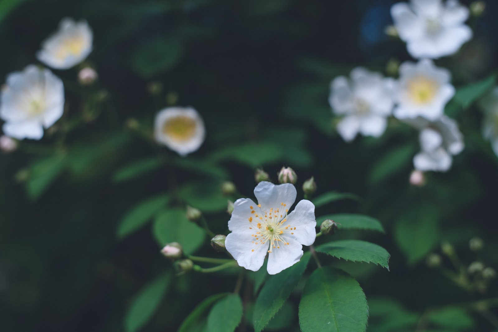 东北之蔷薇：适宜种植与方法探究？