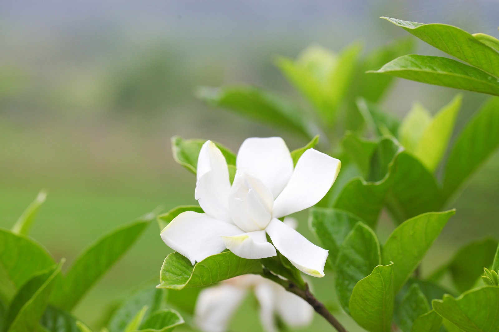 栀子花不开花只长花苞是什么原因？