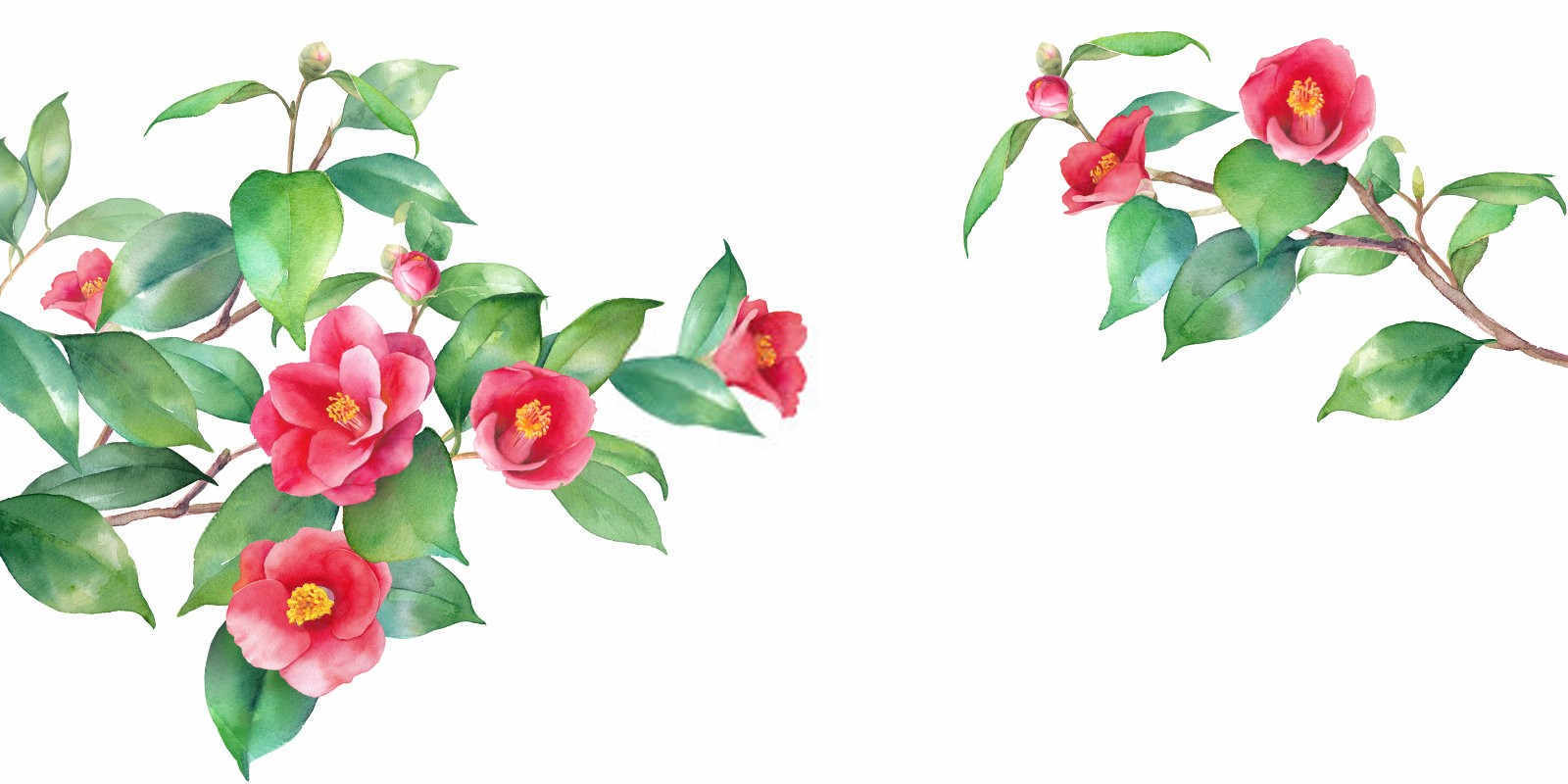 茶花水溶肥多久用一次？