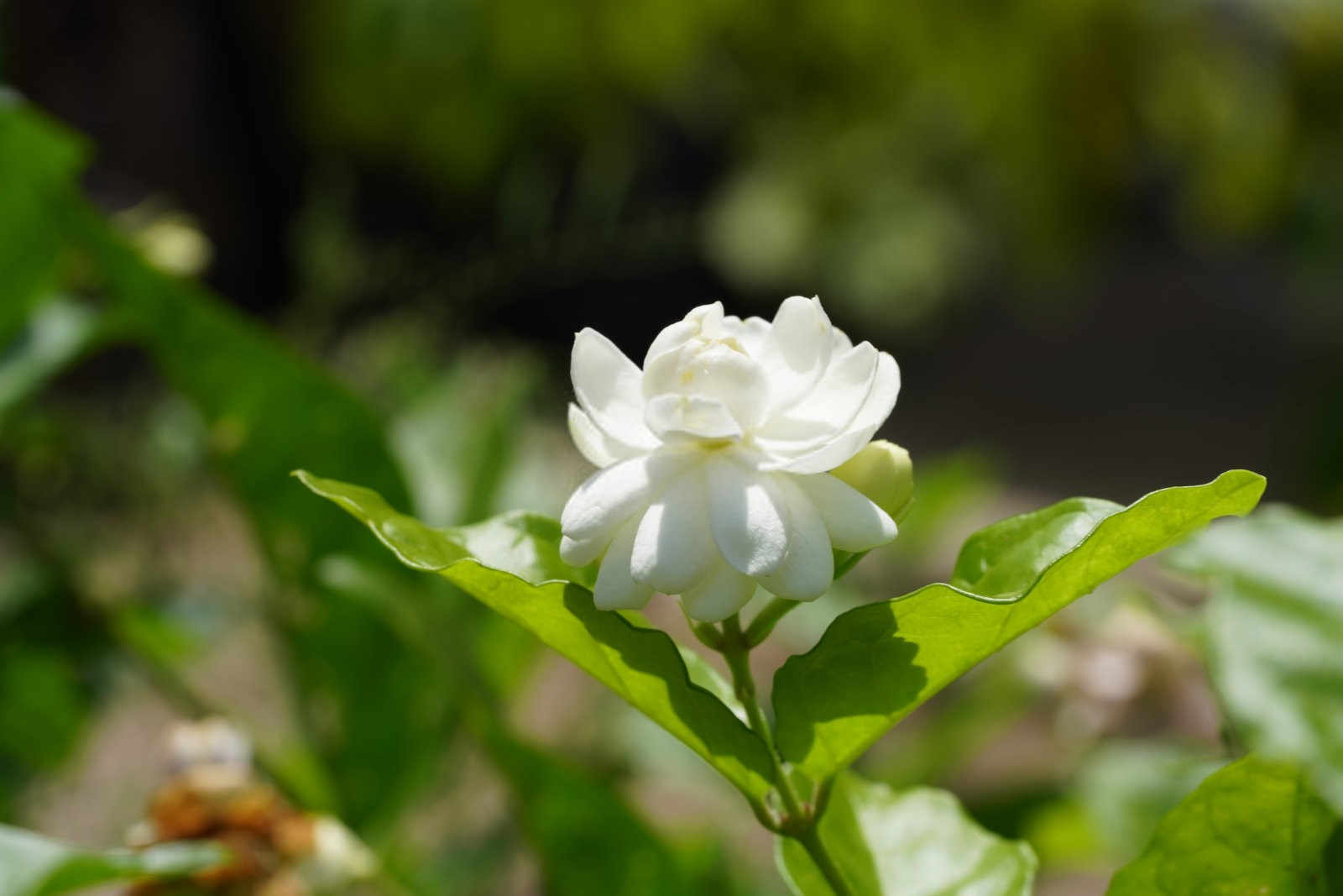 栀子花红蜡蚧的危害和防治方法有哪些？