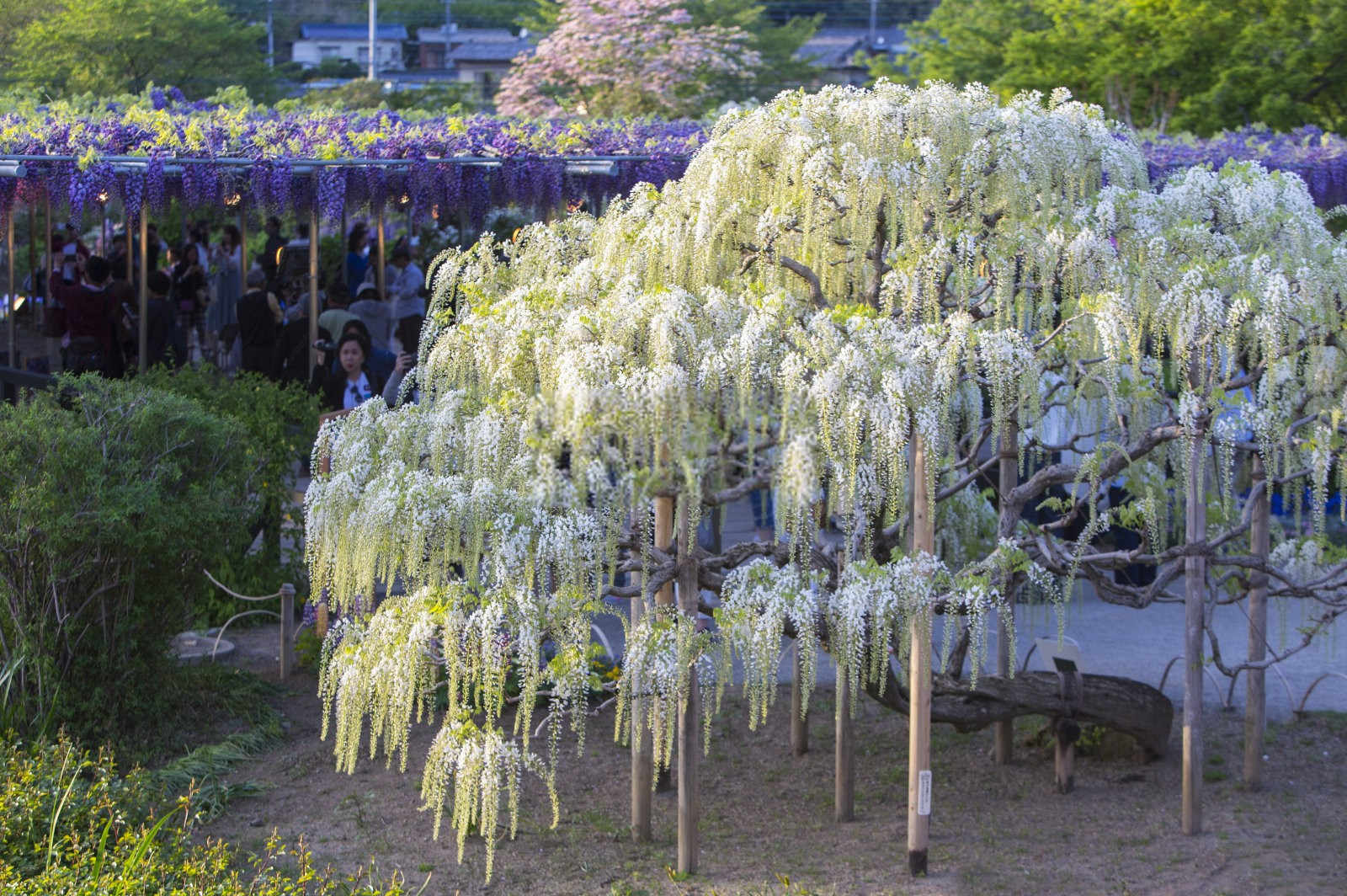 紫藤花盛放的秘密：掌握这些种植技巧与注意事项