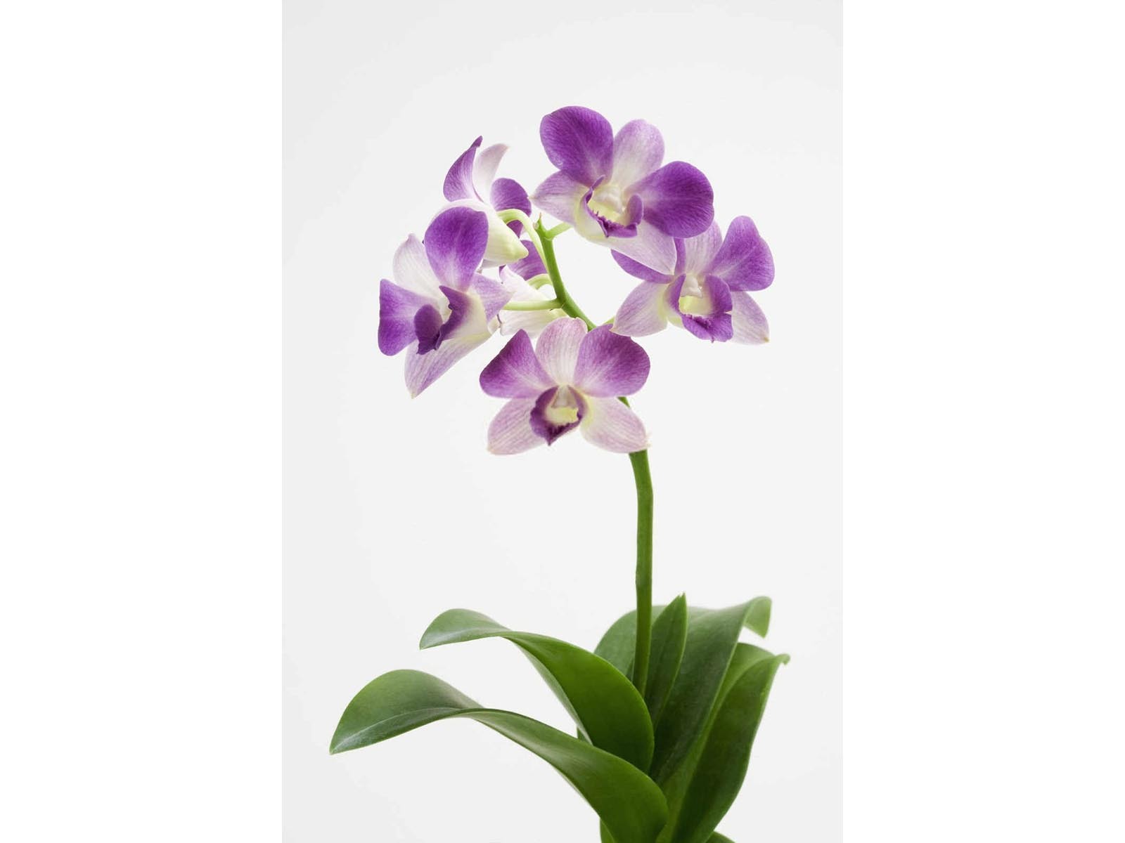 兰花专用缓释肥怎么用水培？