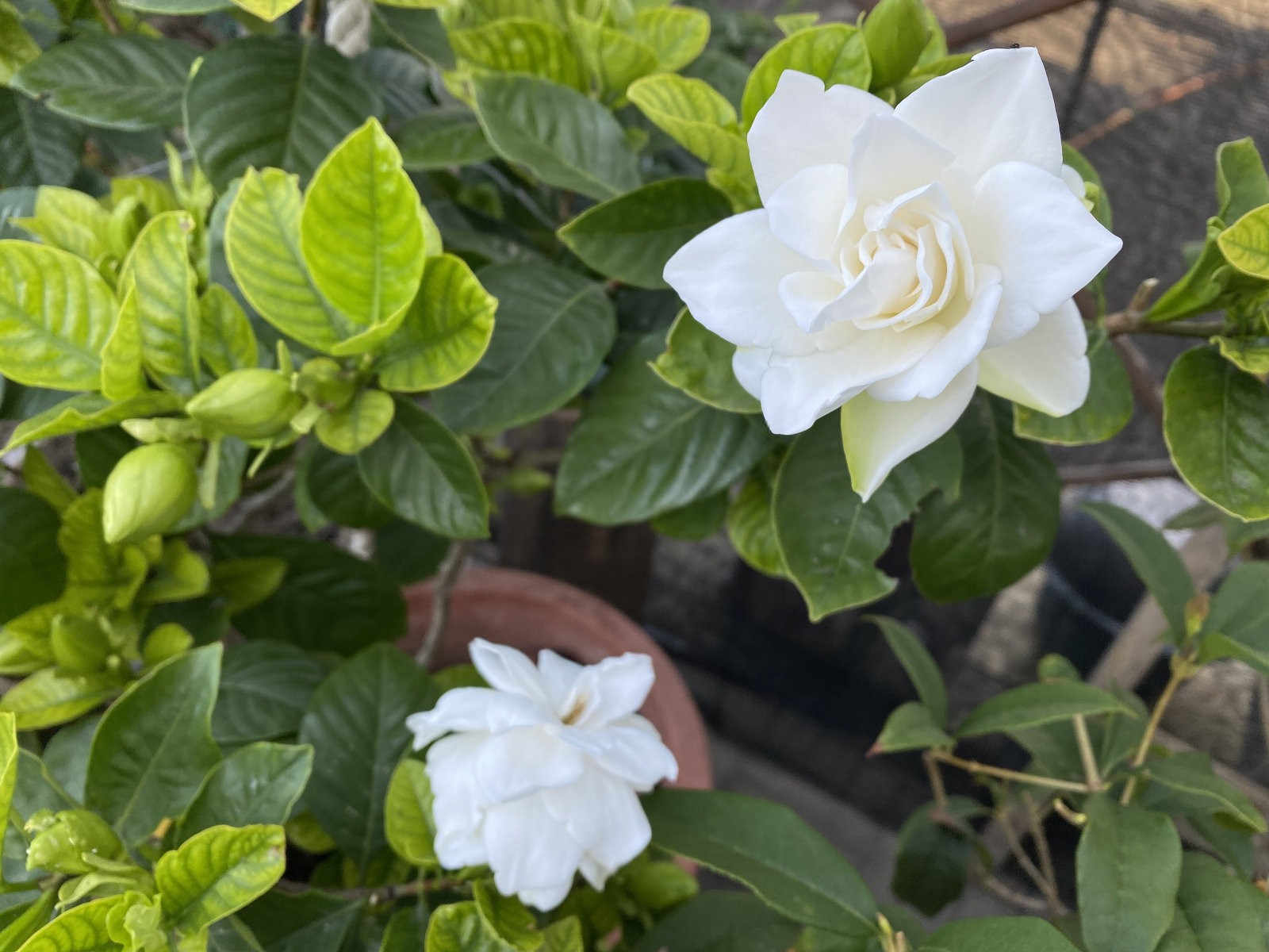 栀子微生物菌剂是什么农药英德？