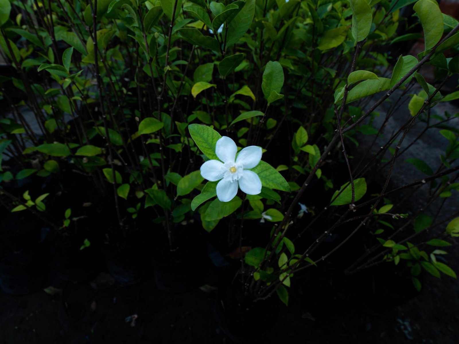 想让栀子花抽芽要氮肥吗为什么？