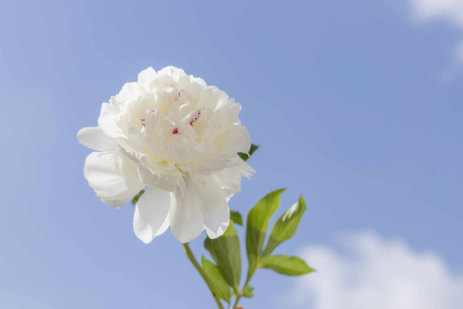 夏日里的绽放：芍药花的细致管理手册