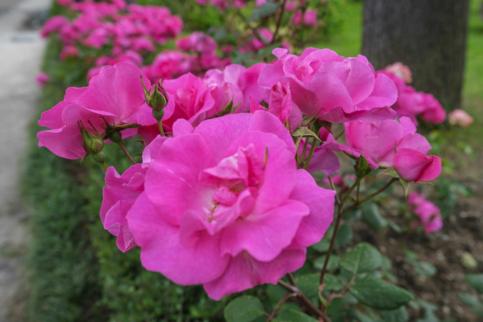 绿意盎然：探索藤本月季花墙的完美种植间距