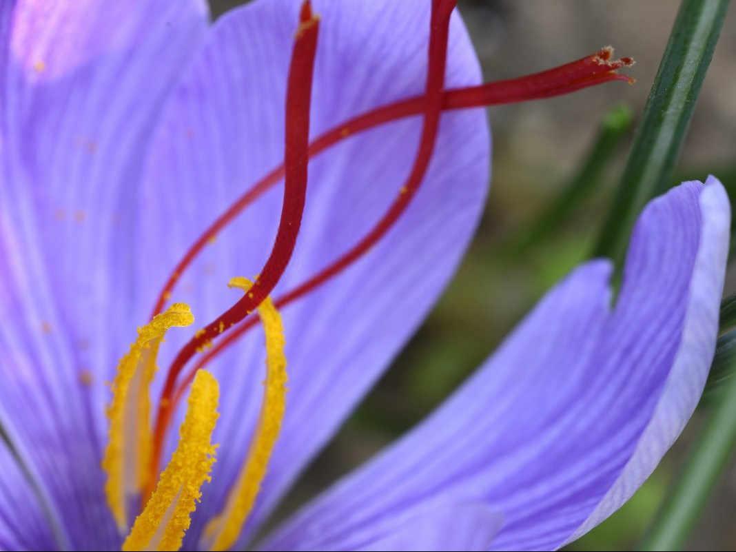 红花田间管理技术,红花定植技巧总结
