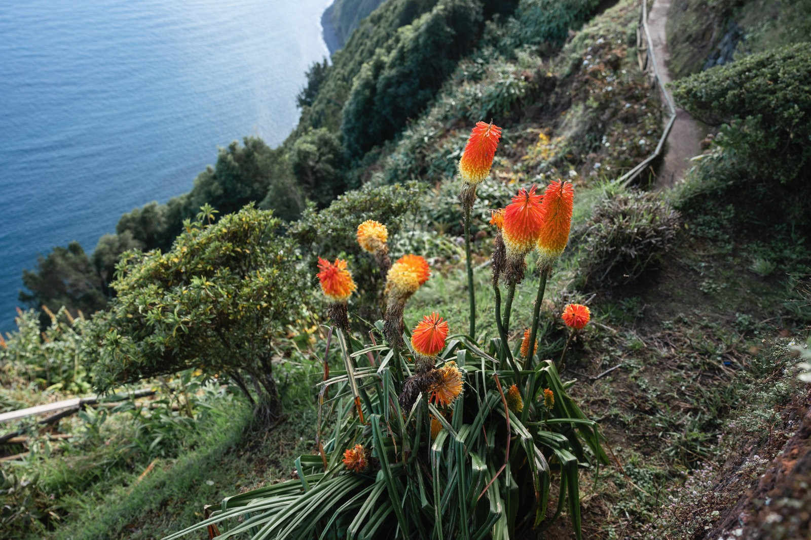 火炬花栽培的艺术：点亮你的花园