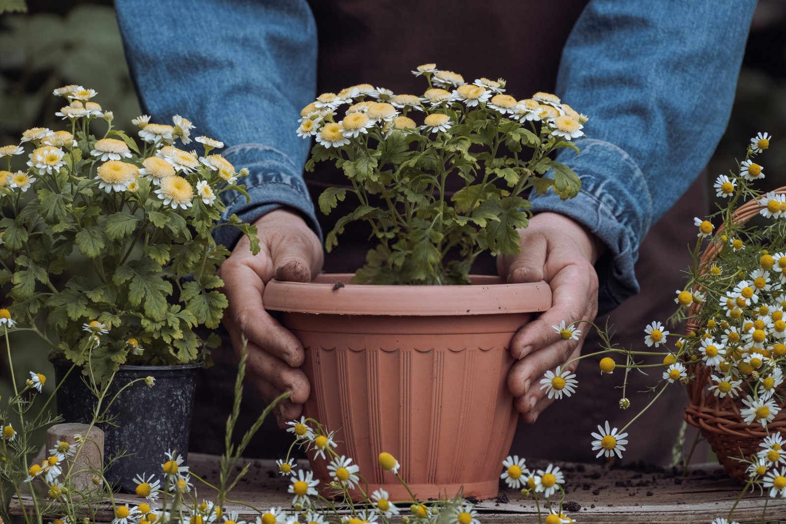 菊花病害防治：守护花卉之美