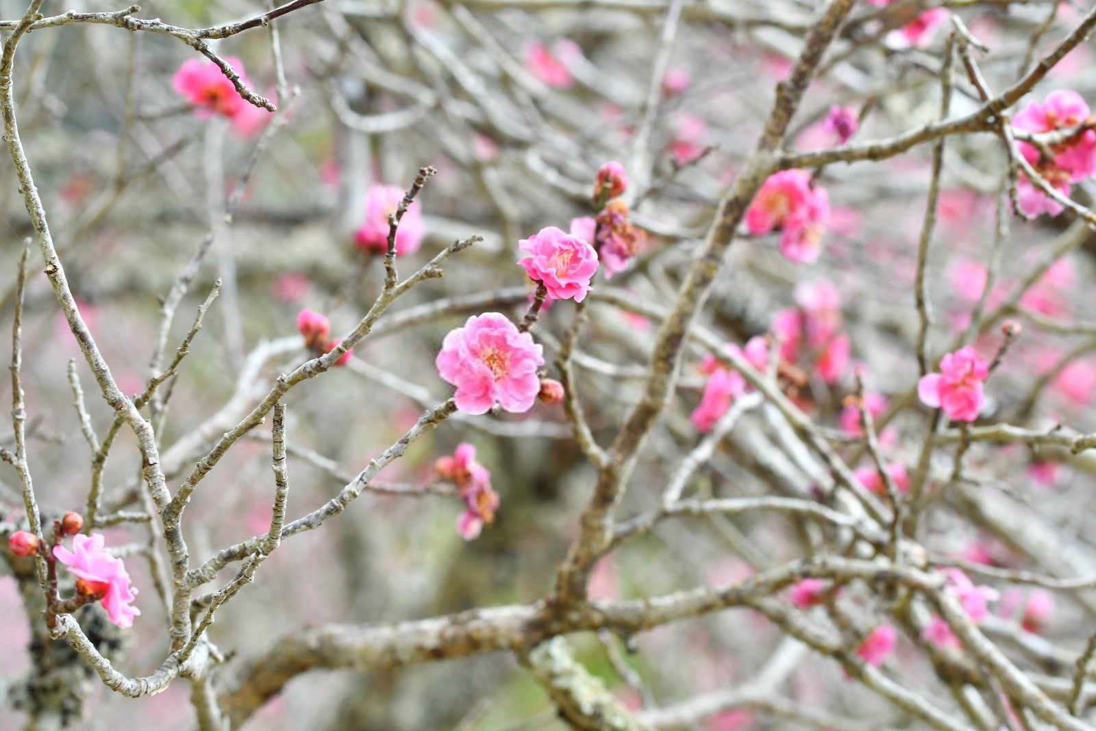 梅花盆景养护之道：掌握这些要点，让你的梅花更美