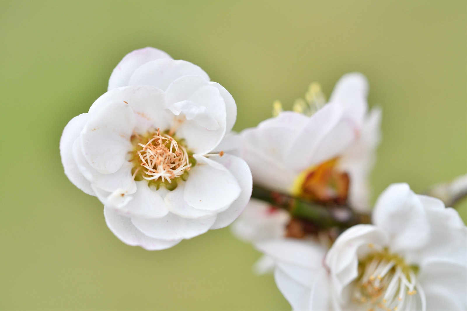 揭秘梅花细菌性穿孔病的防治策略：守护花卉之美