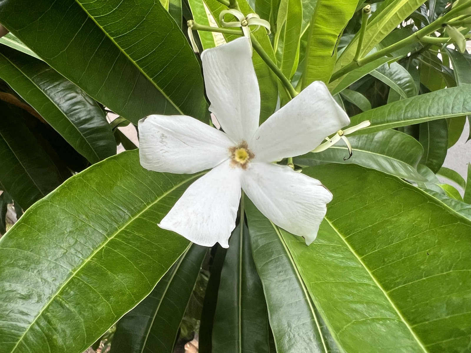 栀子花花朵变黄是什么原因？