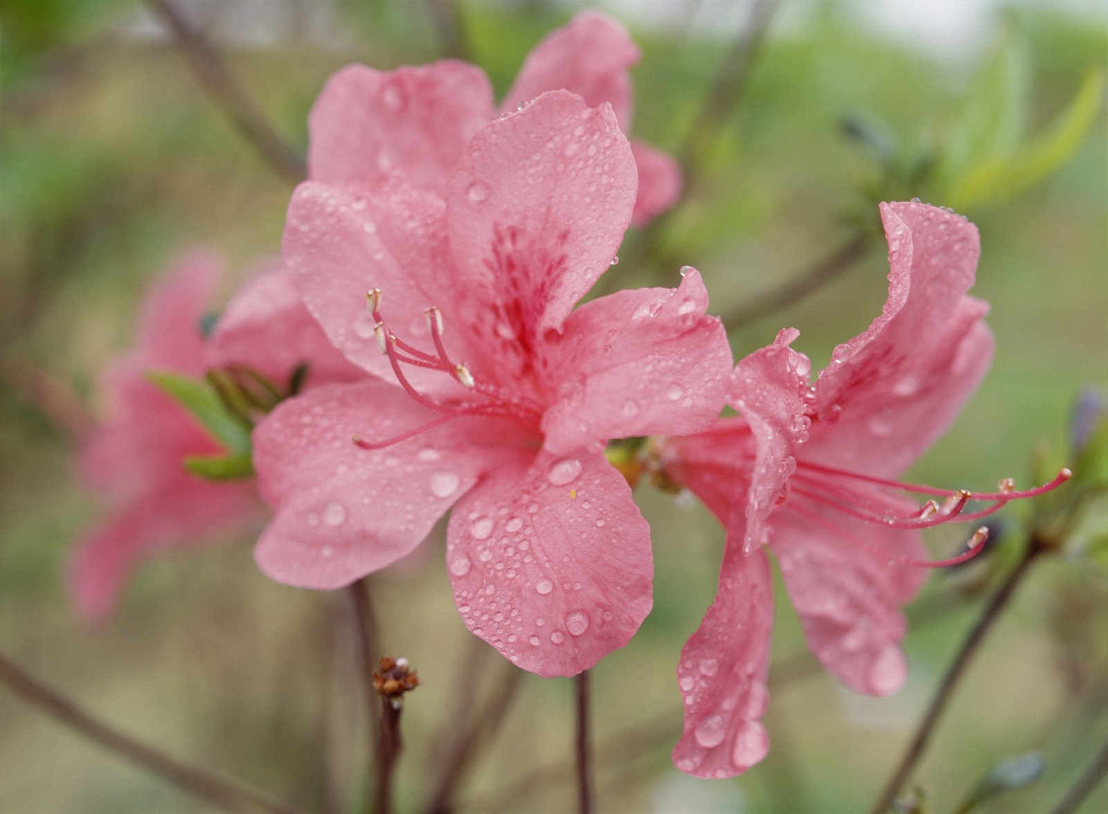 揭秘杜鹃花的奥秘：生长习性、种植环境与养护要点