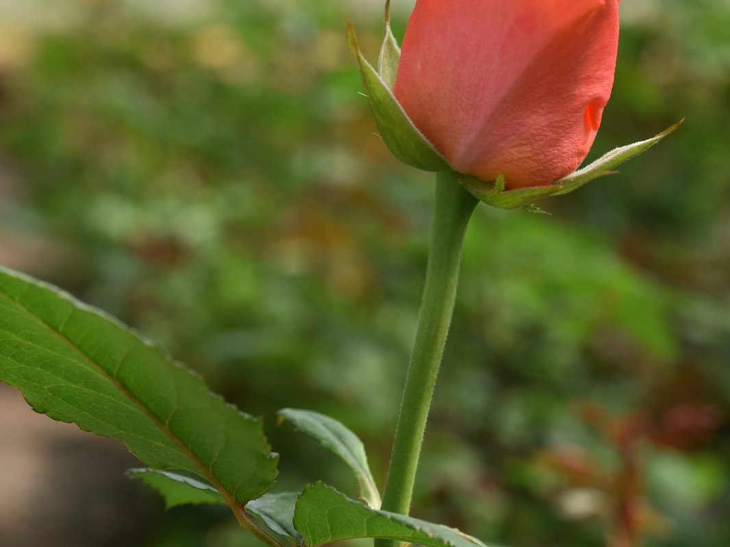 秋季怎样种植玫瑰花？