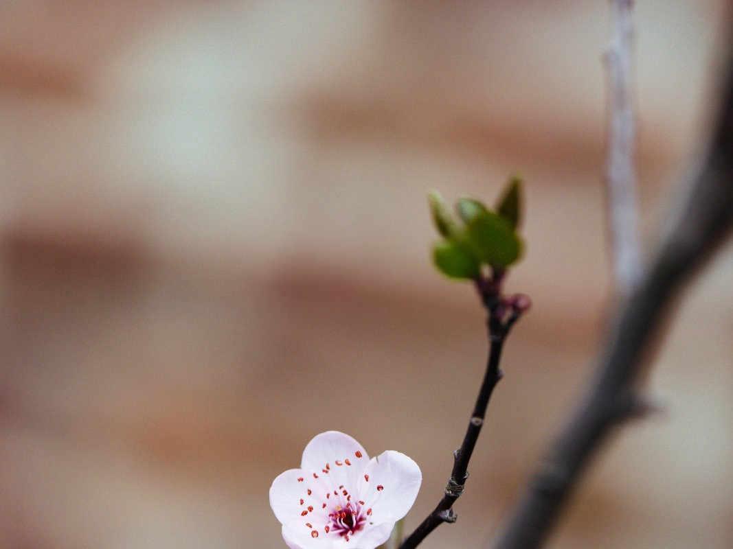 绽放寒枝：梅花养殖的艺术与智慧