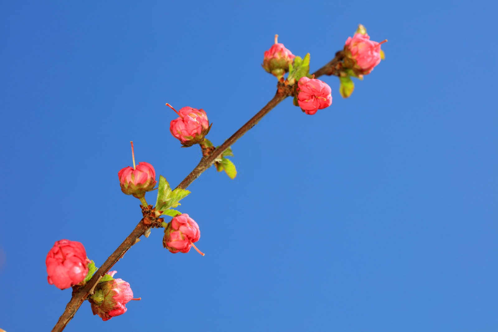 水梅花花苞打不开是什么原因？