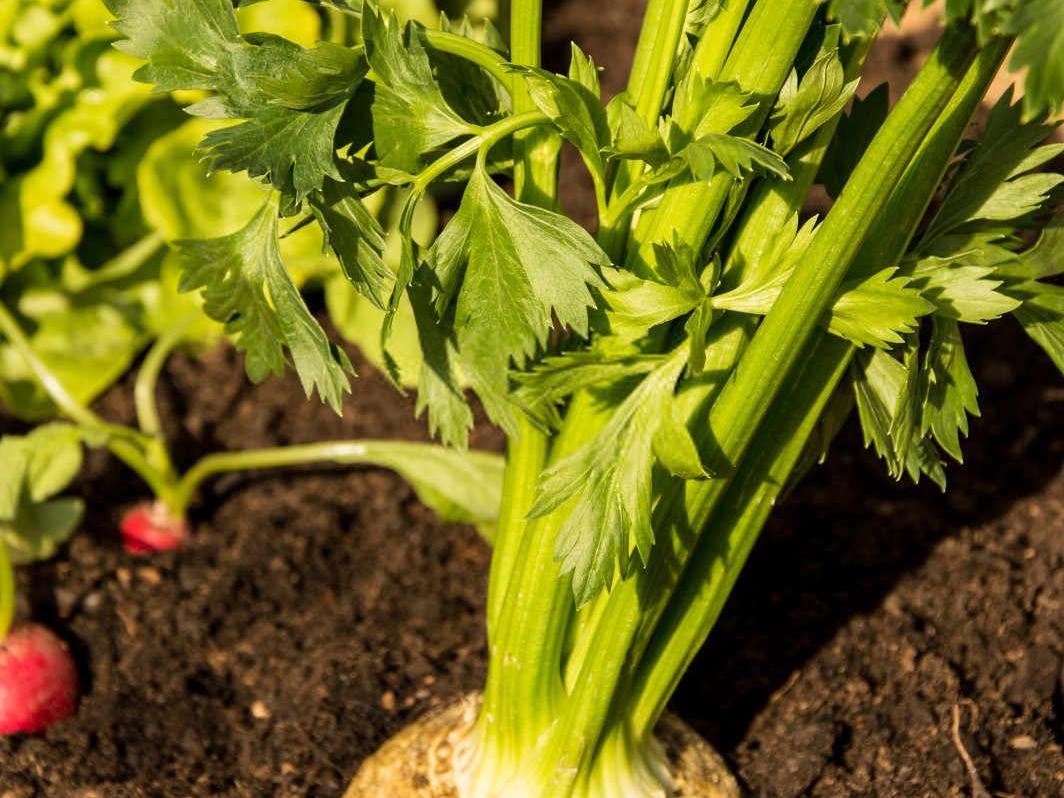 芹菜茎秆部分变红是怎么回事，该怎么解决？