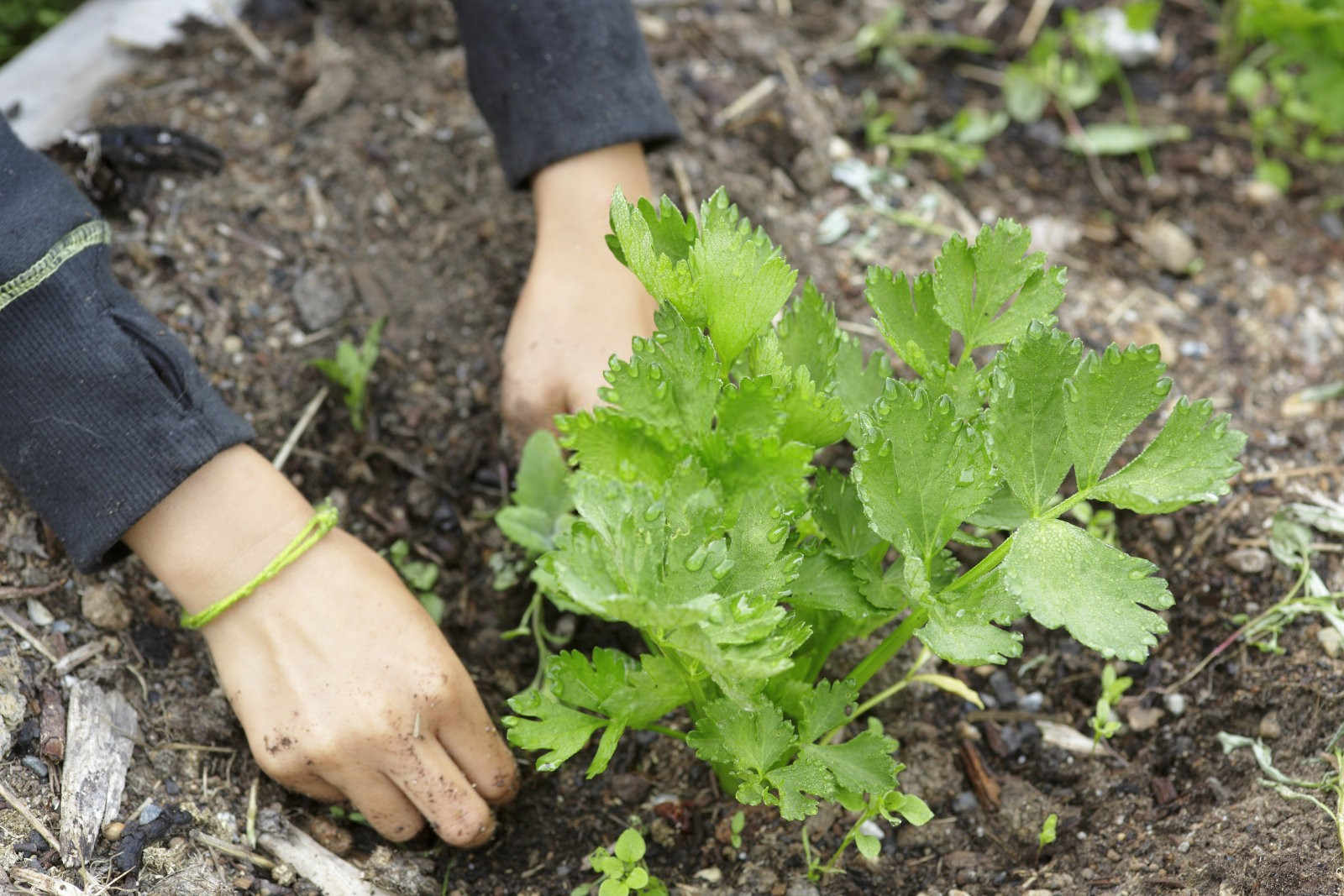 绿色高效：芹菜高产管理新技术揭秘