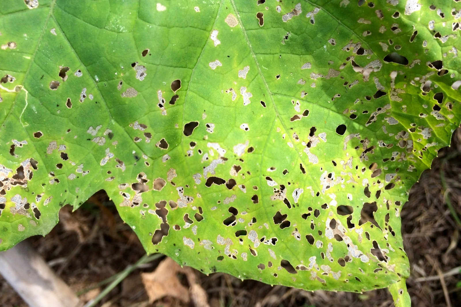 丝瓜用什么氮肥合适种植？