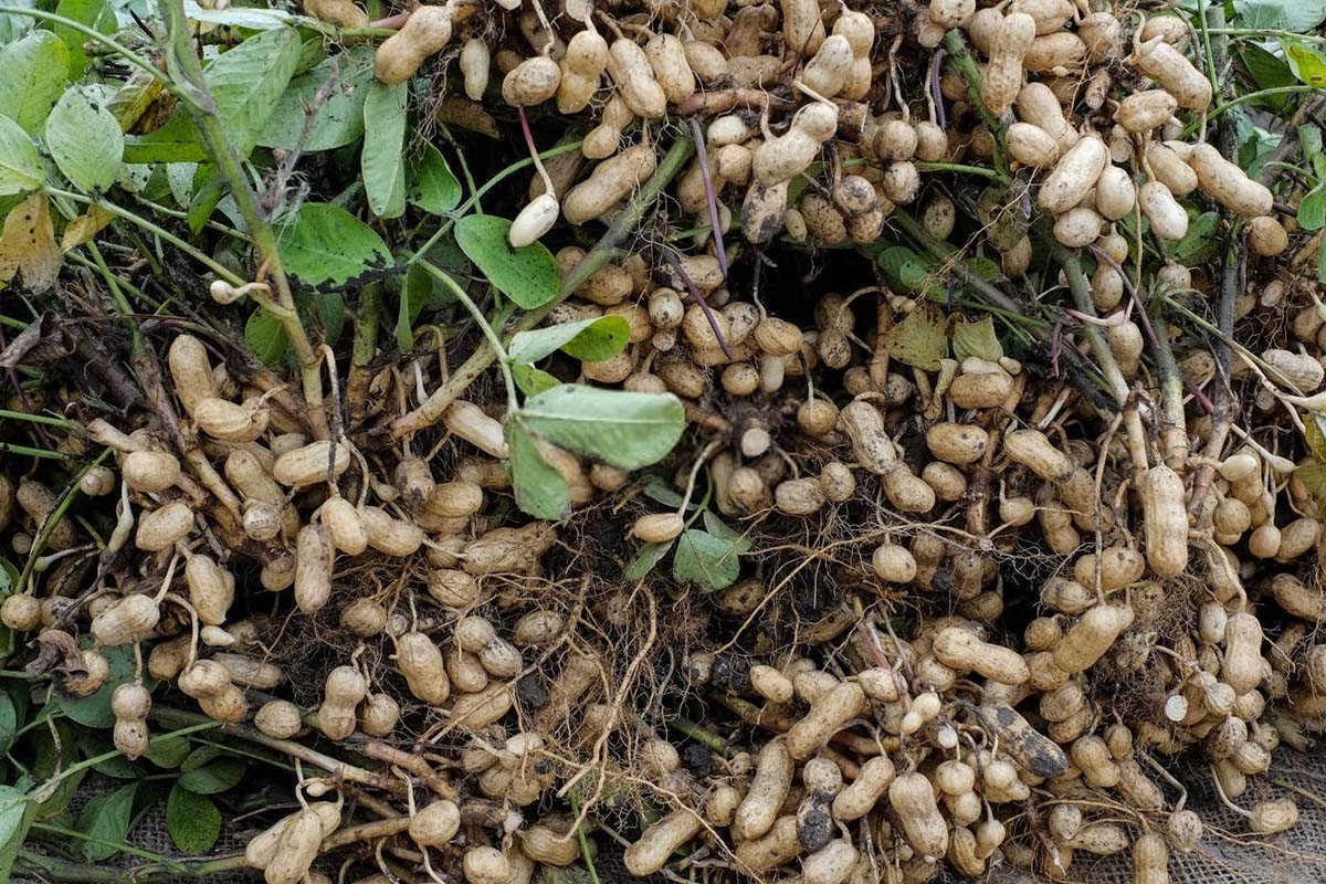 芸苔素内酯在花生怎么用的？