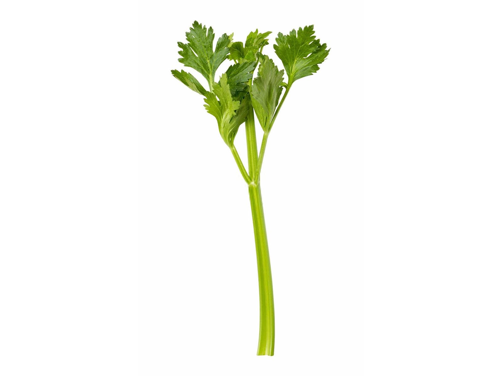 芹菜高产栽培技术揭秘:提升产量与品质的关键步骤