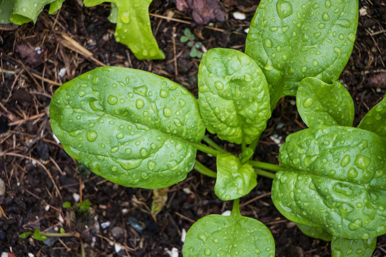 战胜菠菜根腐病：策略与药剂并举