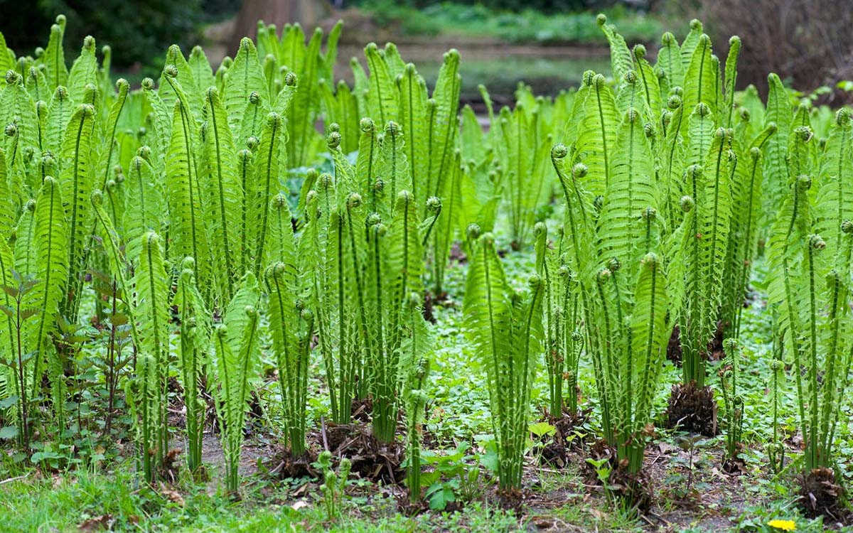 蕨菜的种植与管理：一门古老而现代的艺术