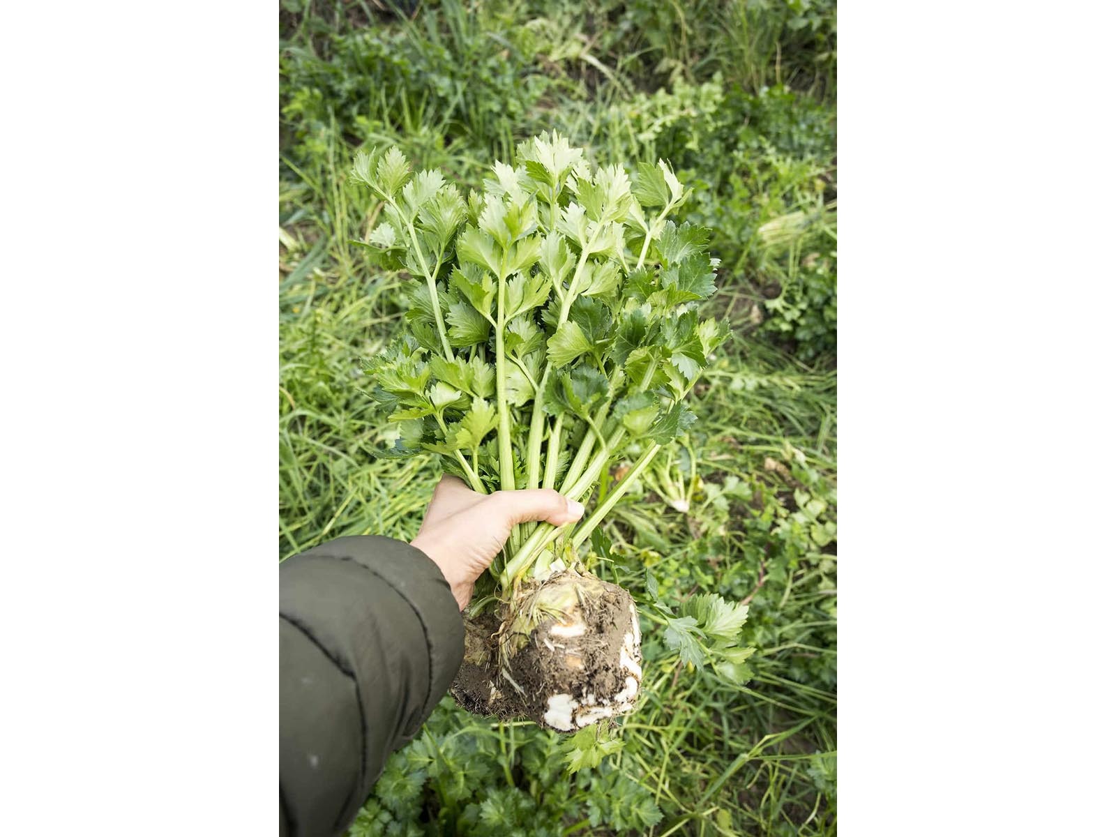 芹菜需要施什么钾肥最好用？