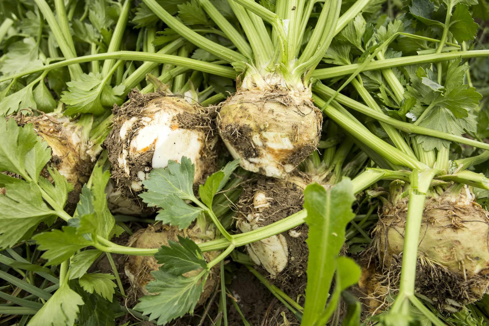 绿意盎然：芹菜地除草的科学之道