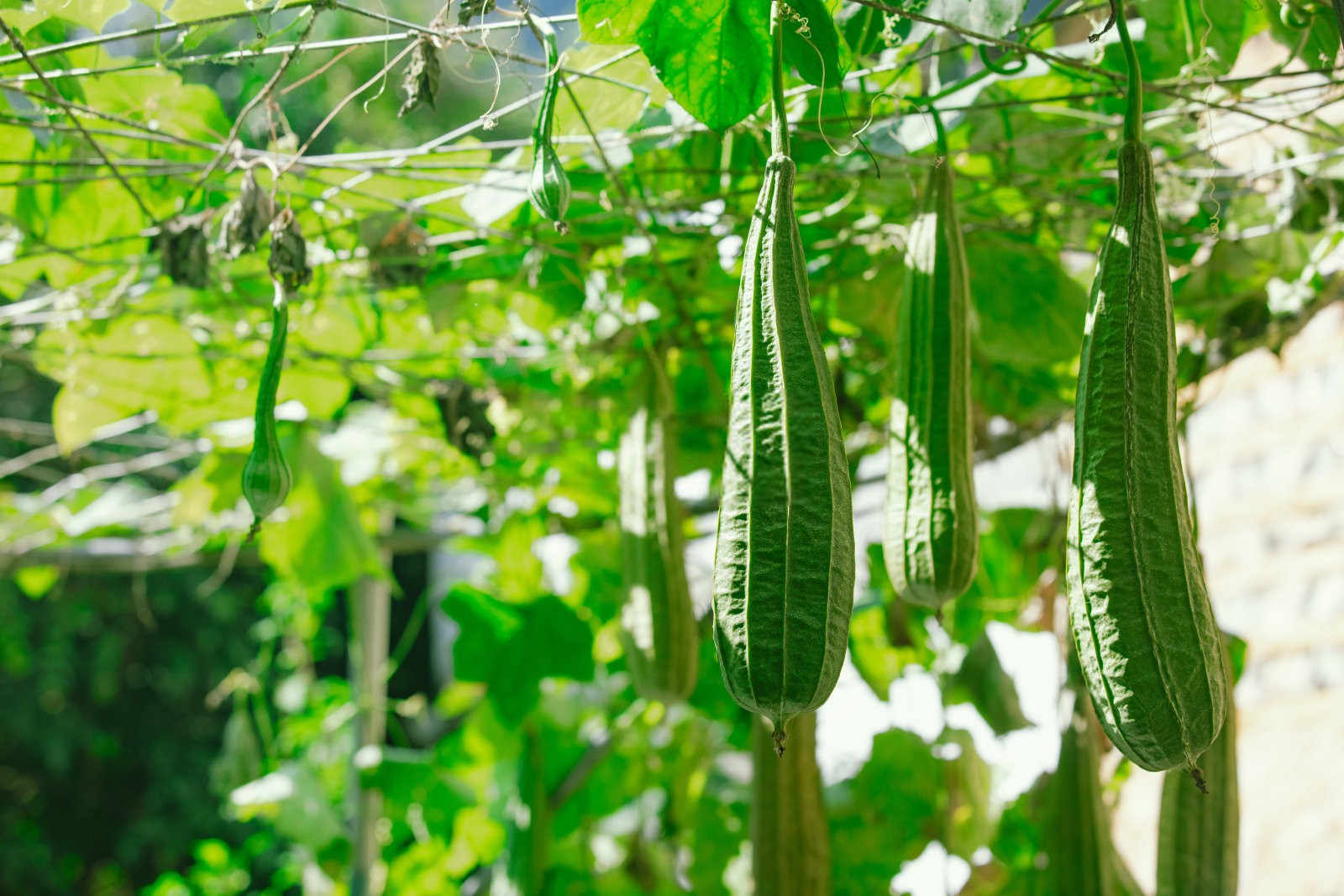 丝瓜烂花的困扰:原因与防治策略详解