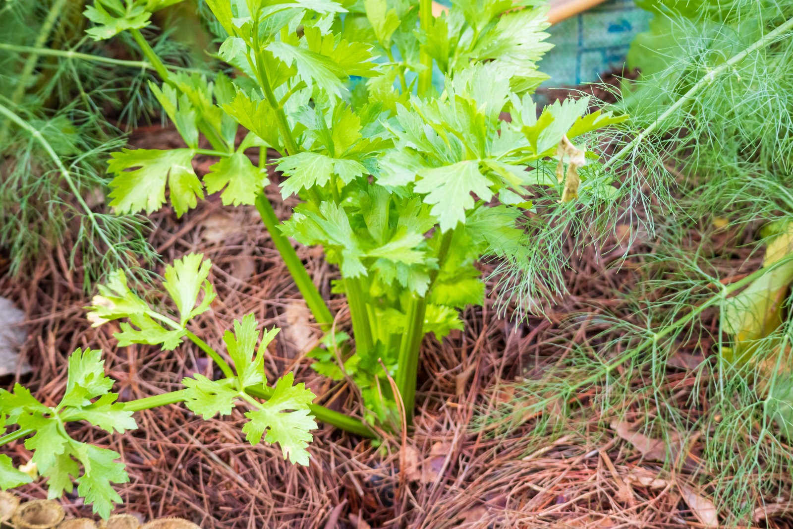 掌握冬季绿意：高效种植冬芹菜的策略与方法？