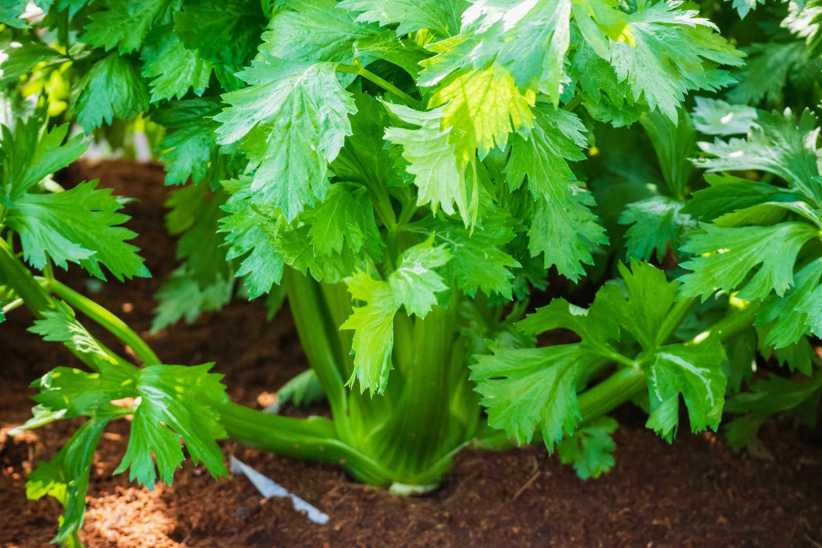 芹菜缺硼的症状？