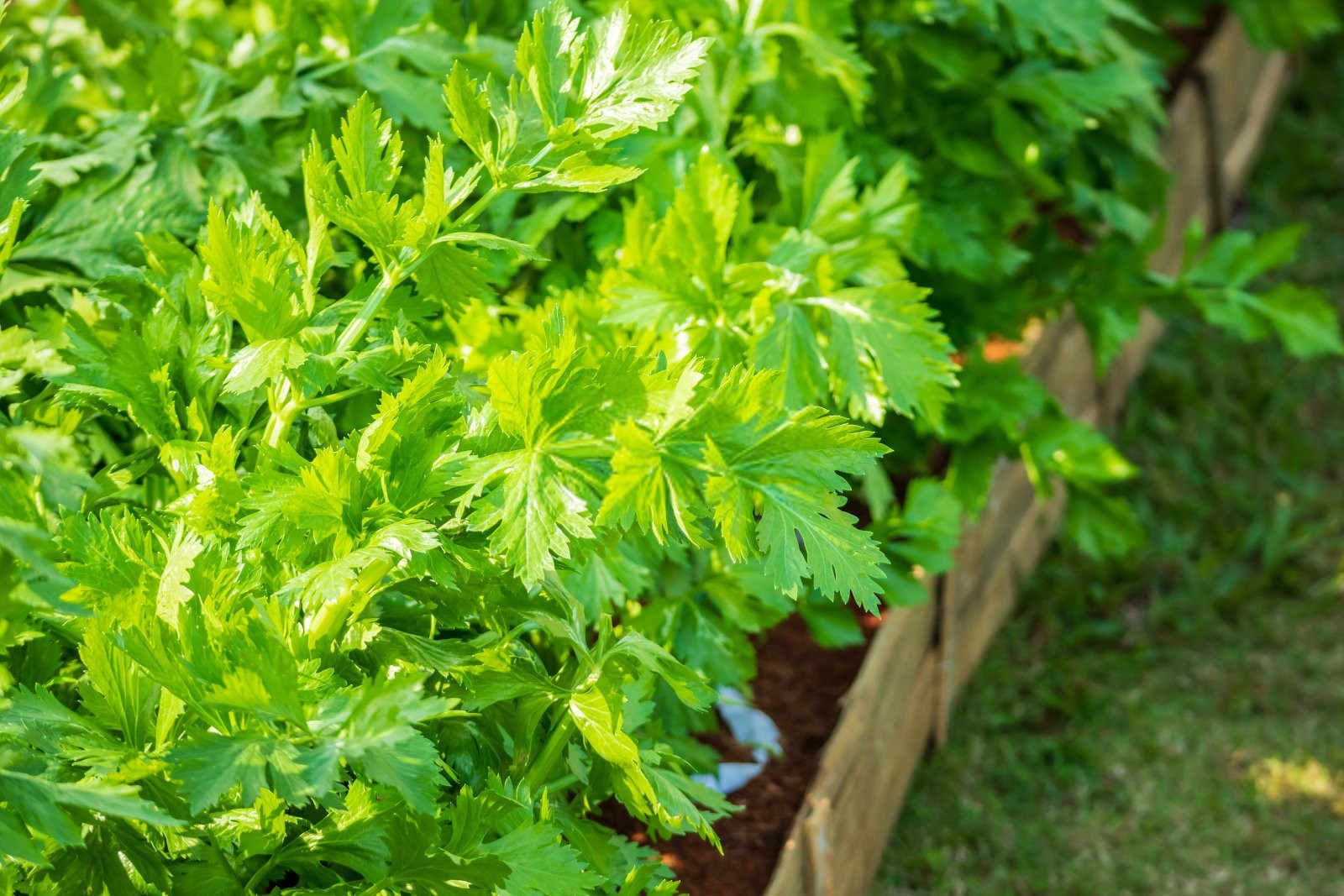 芹菜为什么会空心？芹菜空心该怎样预防？