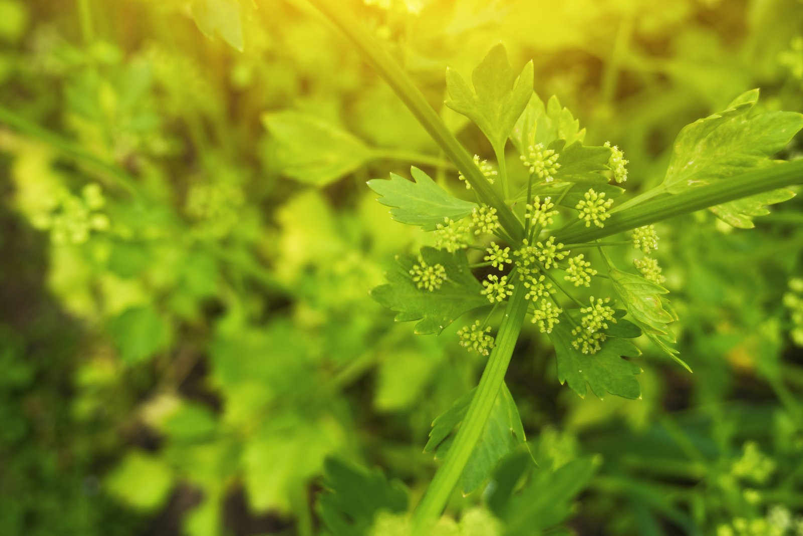 芹菜心腐病这一时期需加强管理