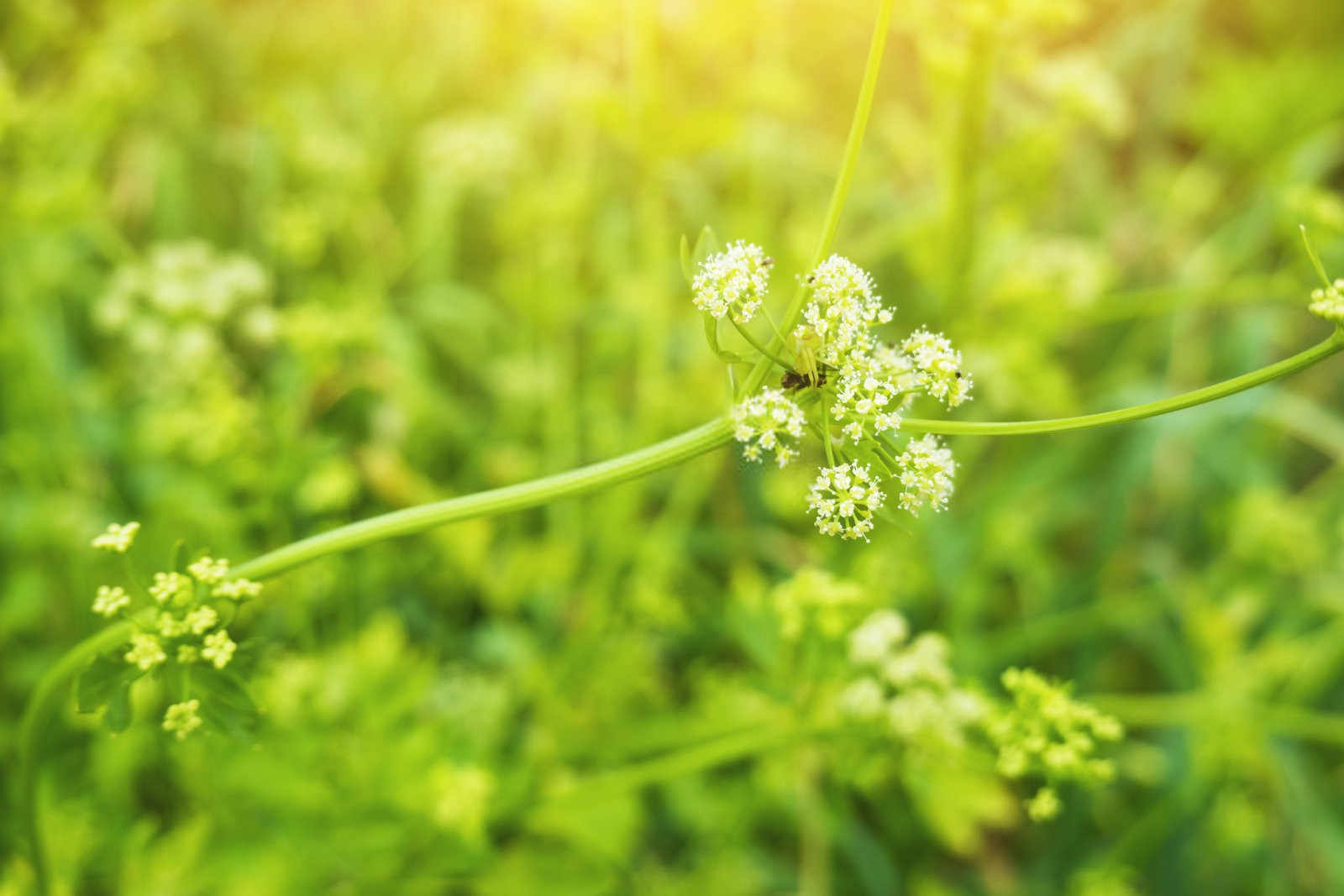 防治芹菜腐烂病：用药须知与实践指南