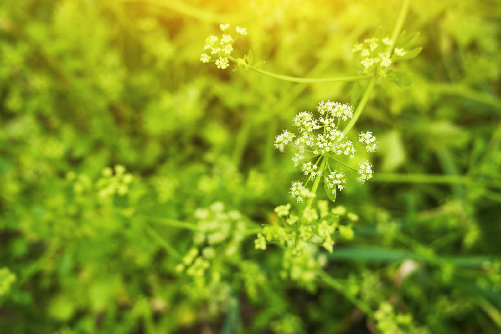 掌握时机，收获满满——芹菜种植时间详解