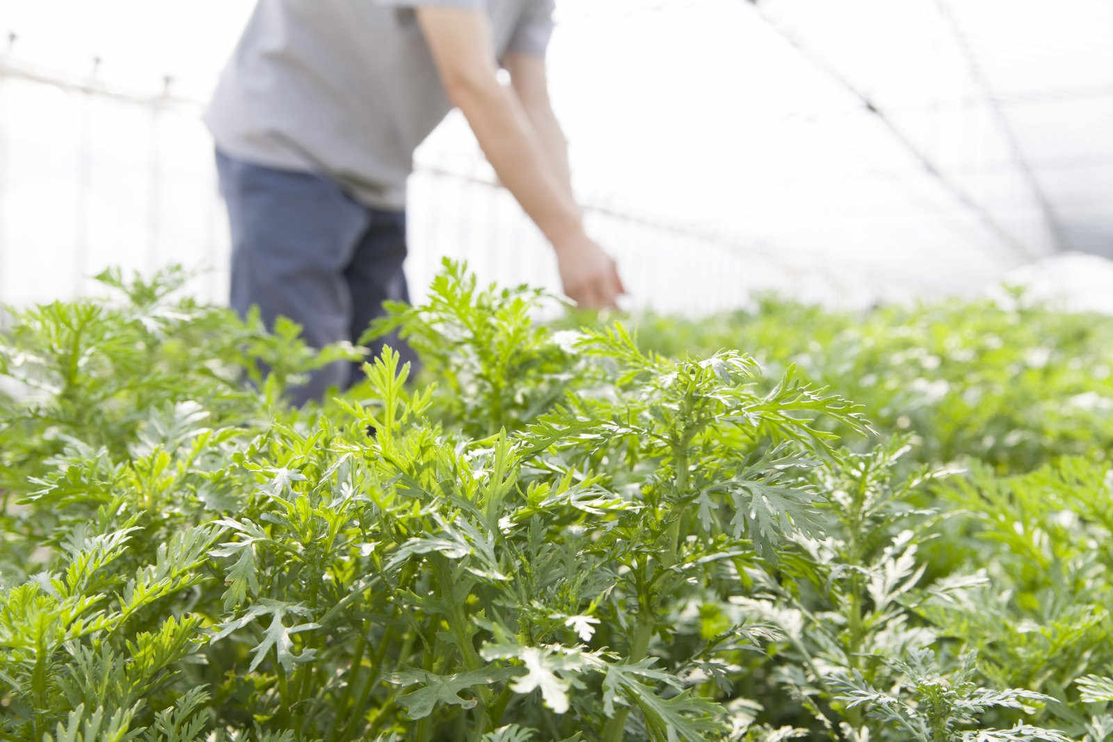 茼蒿微生物菌肥的正确使用方法种花？