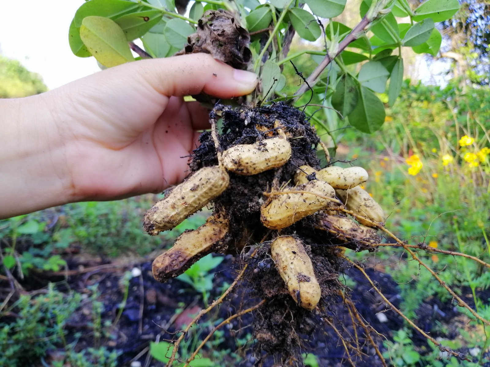 花生叶斑病的综合药剂防治策略