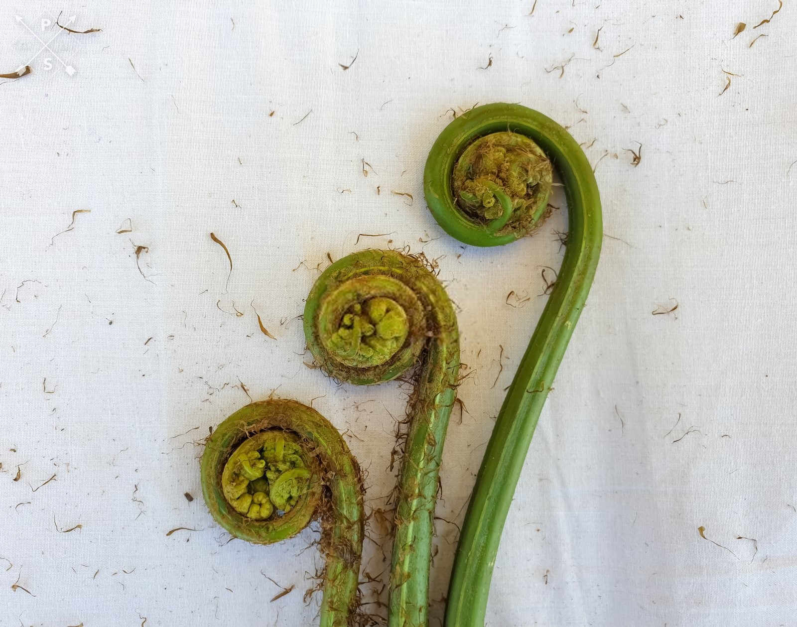 绿意盎然的美食——蕨菜种植与栽培技术全解析