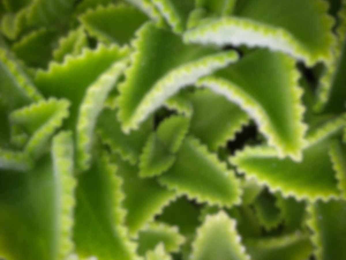 芹菜叶上现黑斑是啥原因？