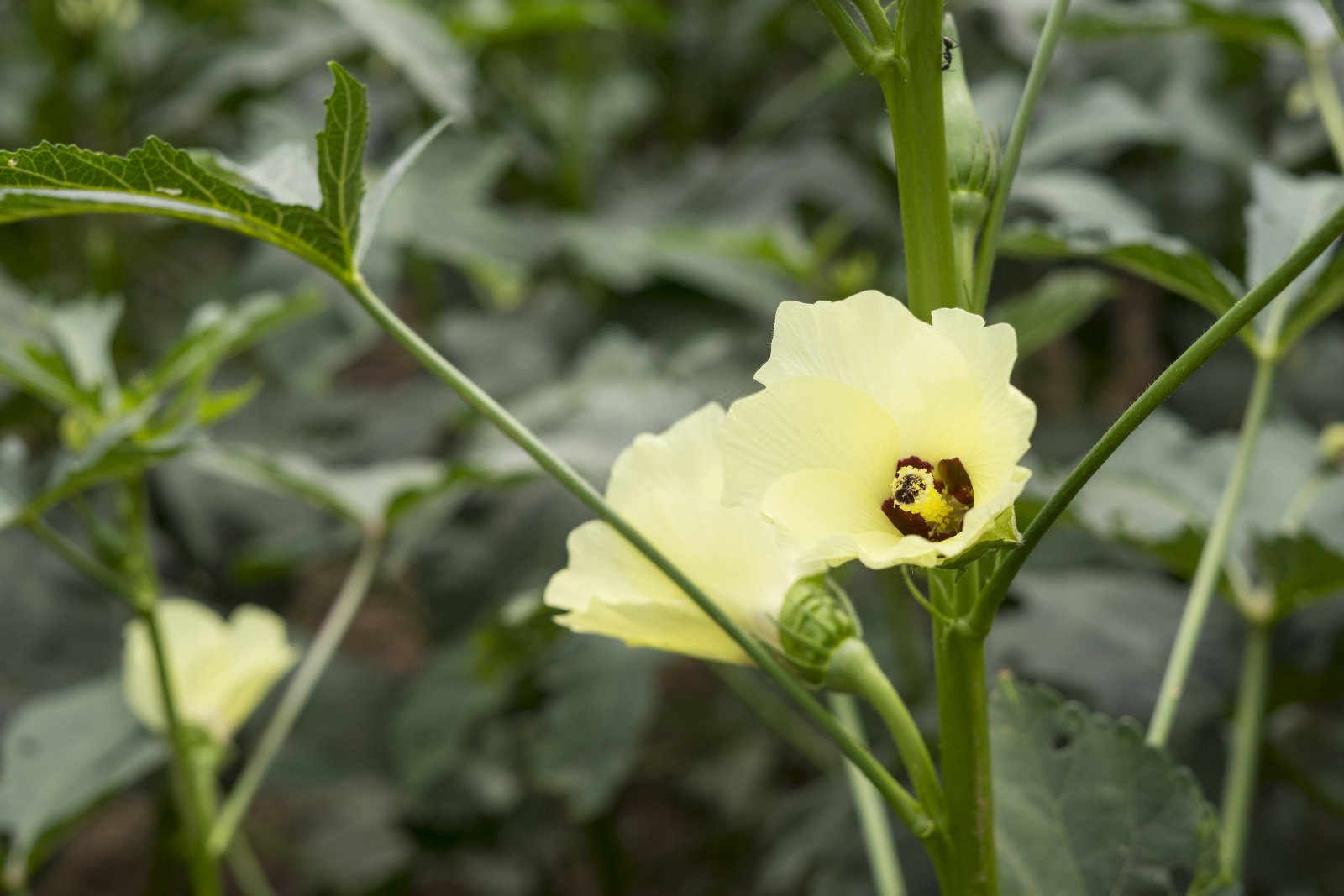 秋葵种植间距多少公分：揭秘最佳种植距离？