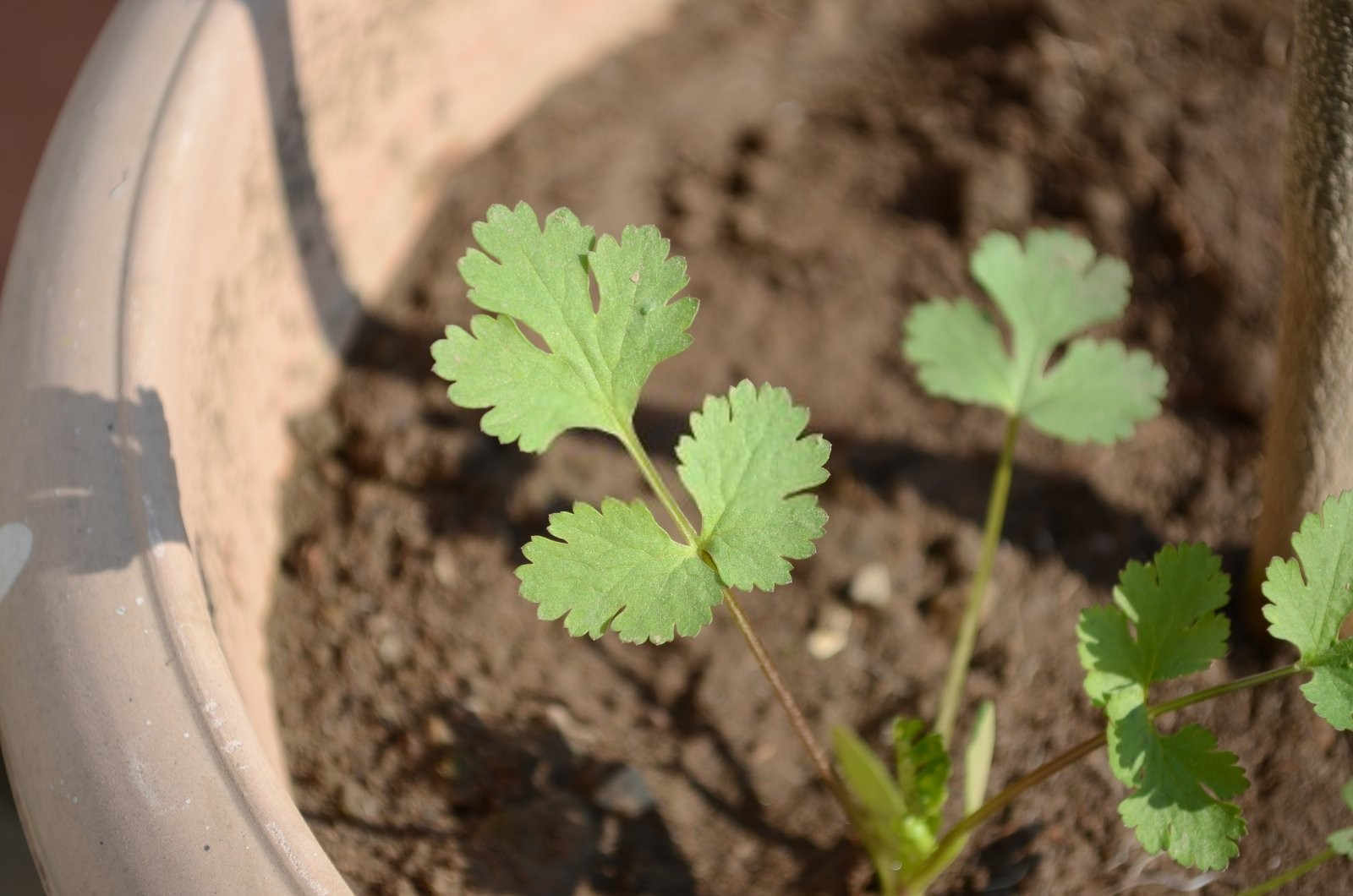 揭秘香菜花叶病毒病的传播之谜