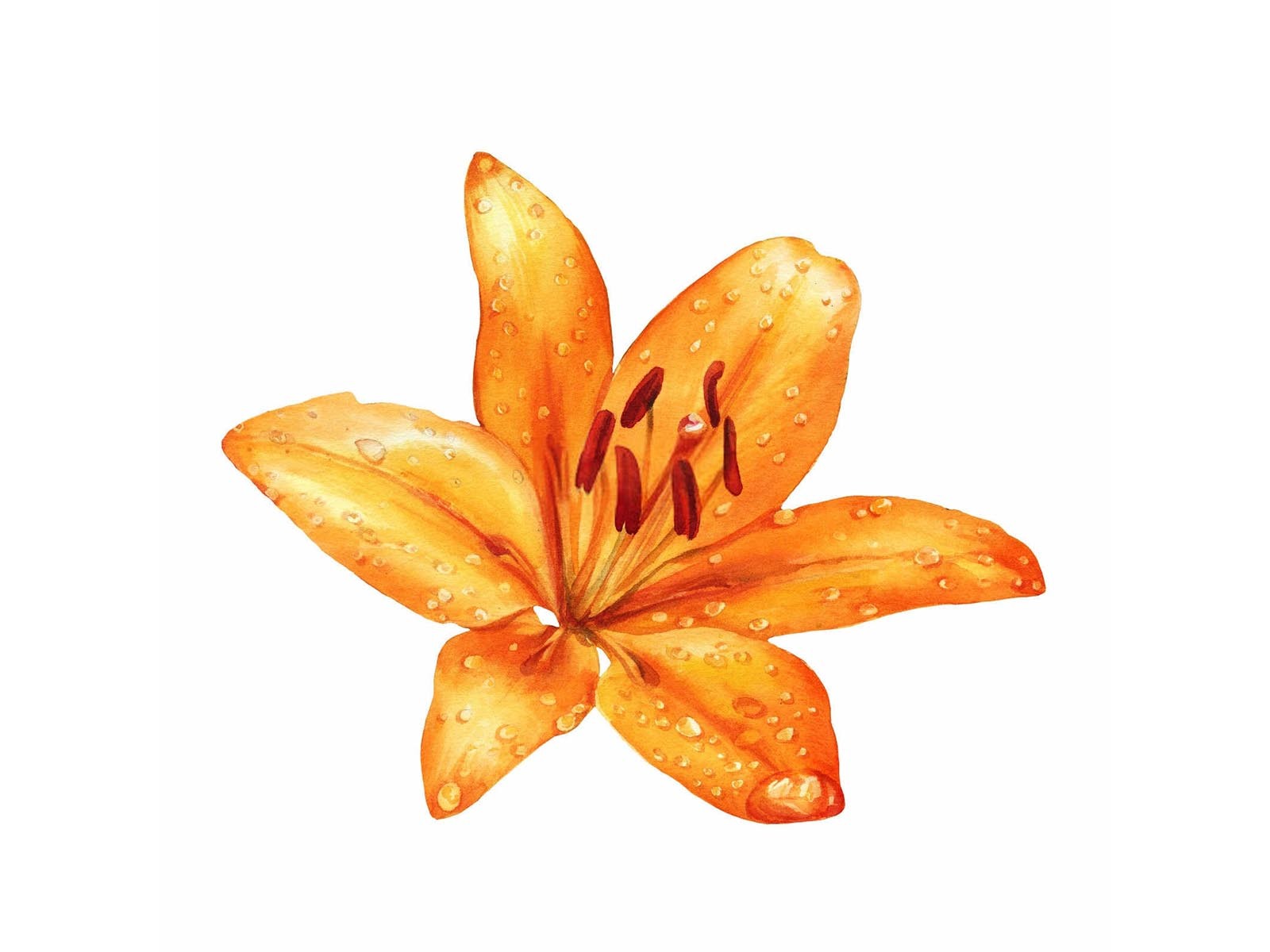 水溶肥厂家直销有哪些公司做的黄花菜？