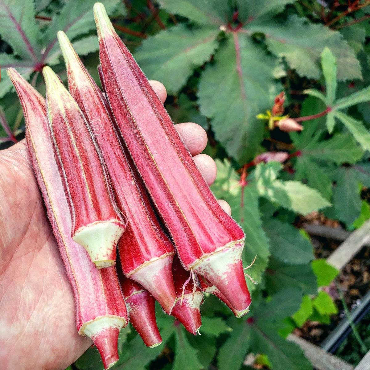 秋葵种植间距多少公分：揭秘最佳种植距离？