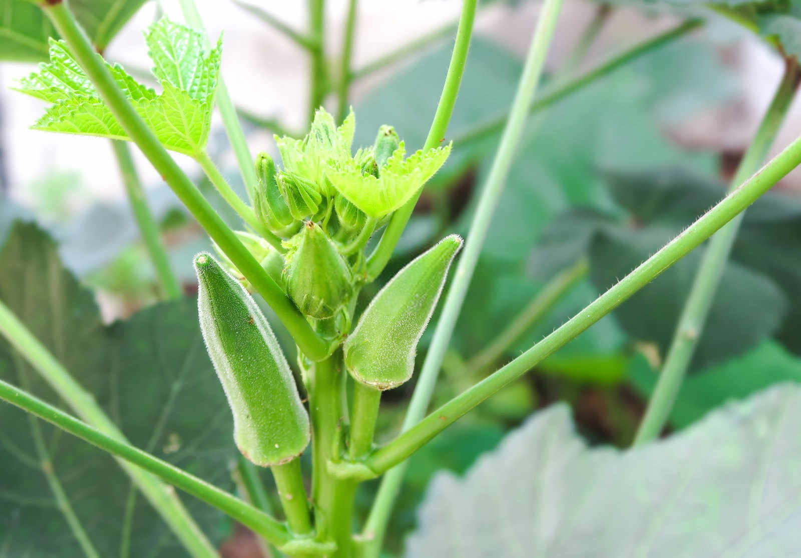 黄秋葵的露地种植指南：从播种到收获的全程解析