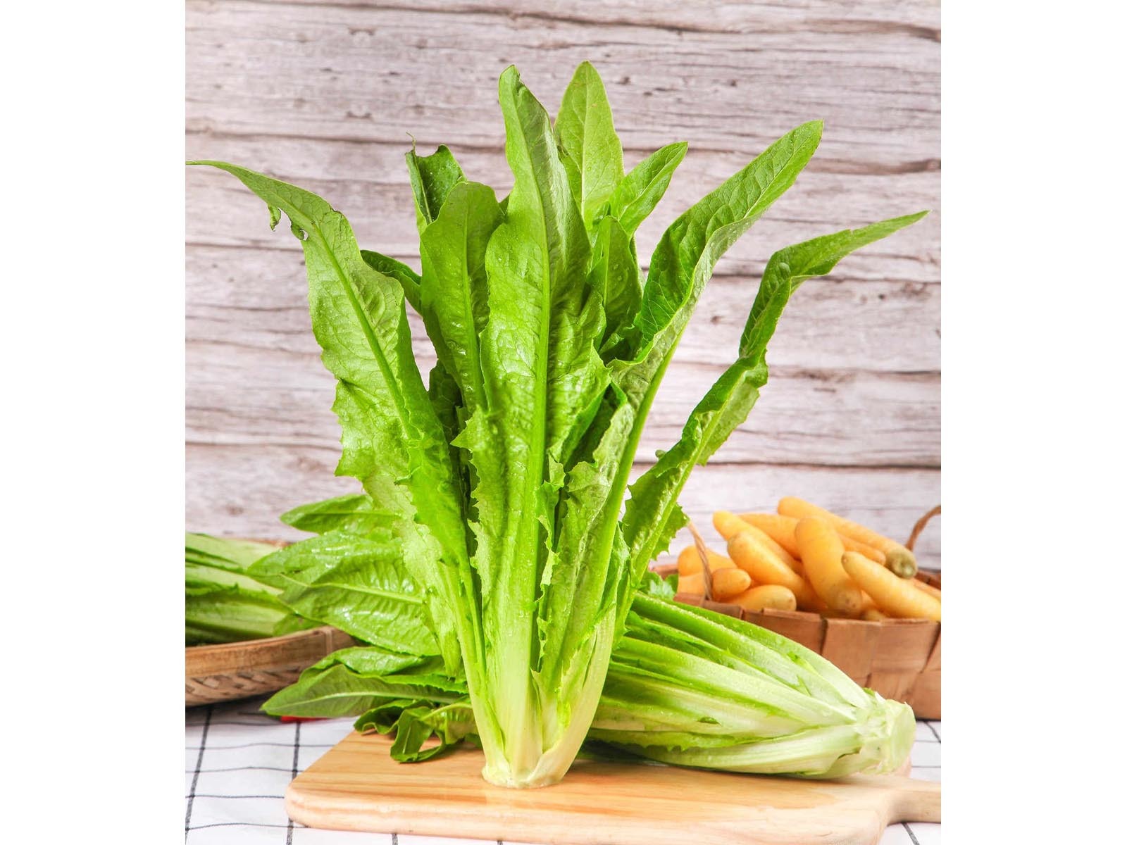 楚雄有机肥厂家联系电话哈尔滨销售油麦菜